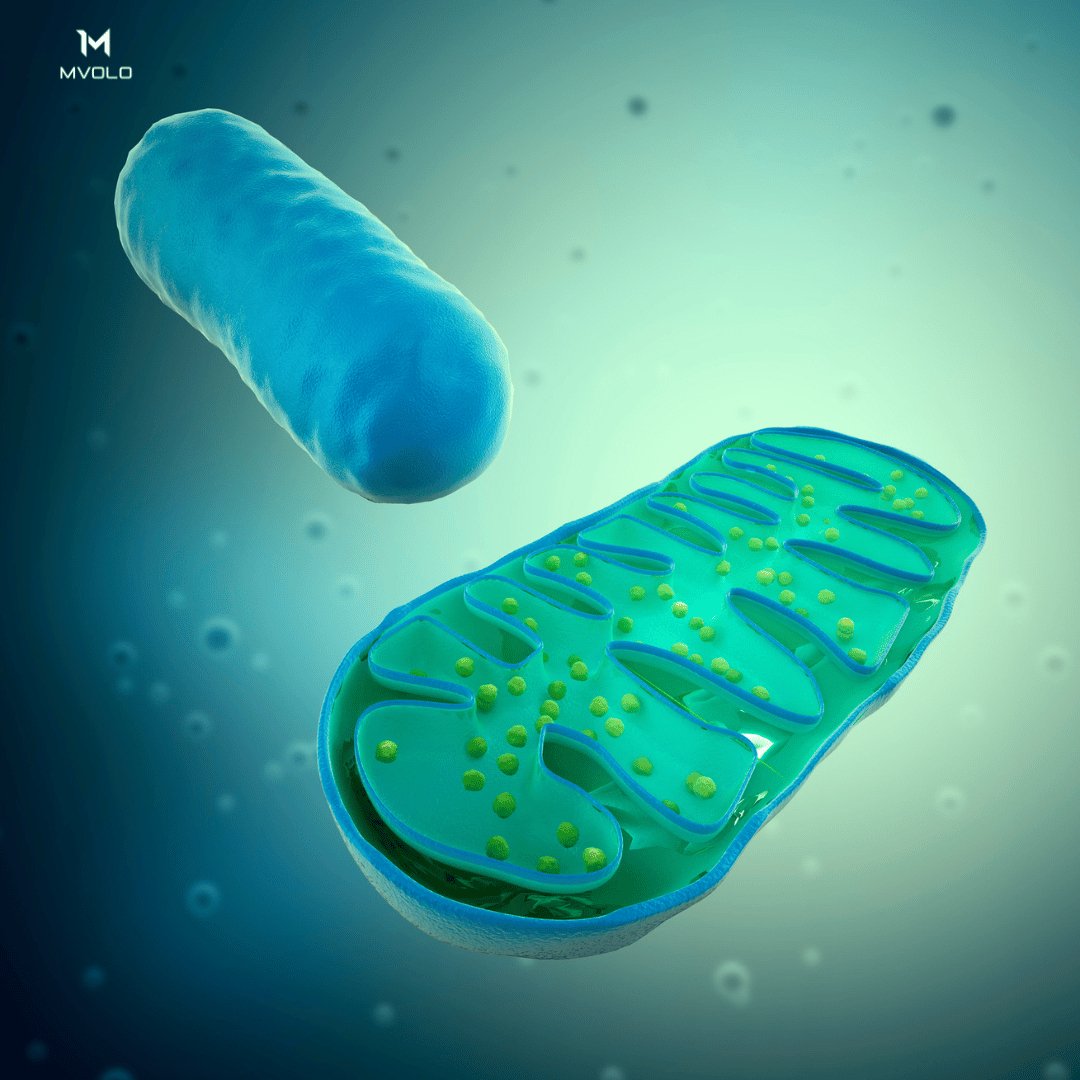 The role of Mitochondria in your health and why they matter - Mvolo